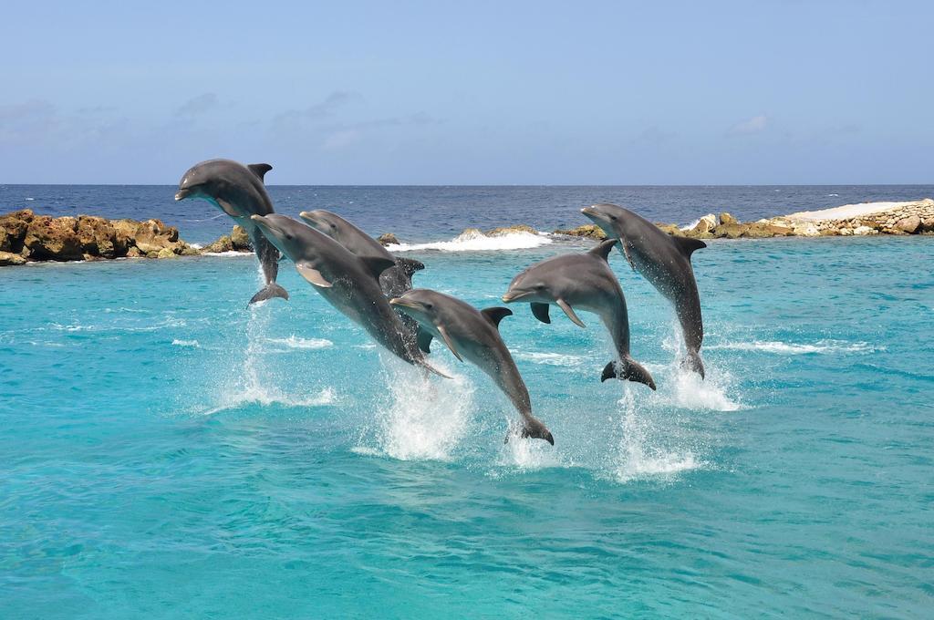 Dolphin Suites&Wellness Willemstad Exterior foto